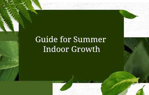 Guide for Summer Indoor Growth