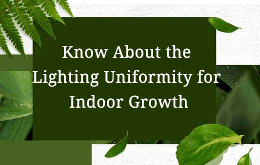 Know About the  Lighting Uniformity for Indoor Growth