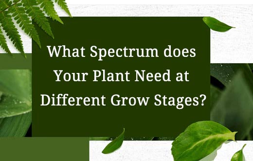 What Spectrum does  Your Plant Need at  Different Grow Stages?