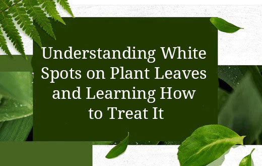 Understanding White Spots on Plant Leaves and Learning How to Treat It