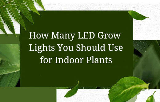 How Many LED Grow Lights You Should Use for Indoor Plants